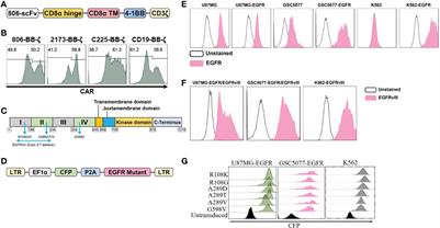 High-Affinity Chimeric Antigen Receptor With Cross-Reactive scFv to Clinically Relevant EGFR Oncogenic Isoforms